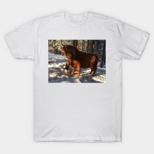 Scottish Highland Cattle Cow 1671 T-Shirt